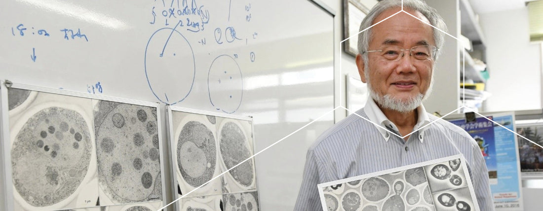 Nobelpreis für die Erforschung des zellulären “Recycling Programms“