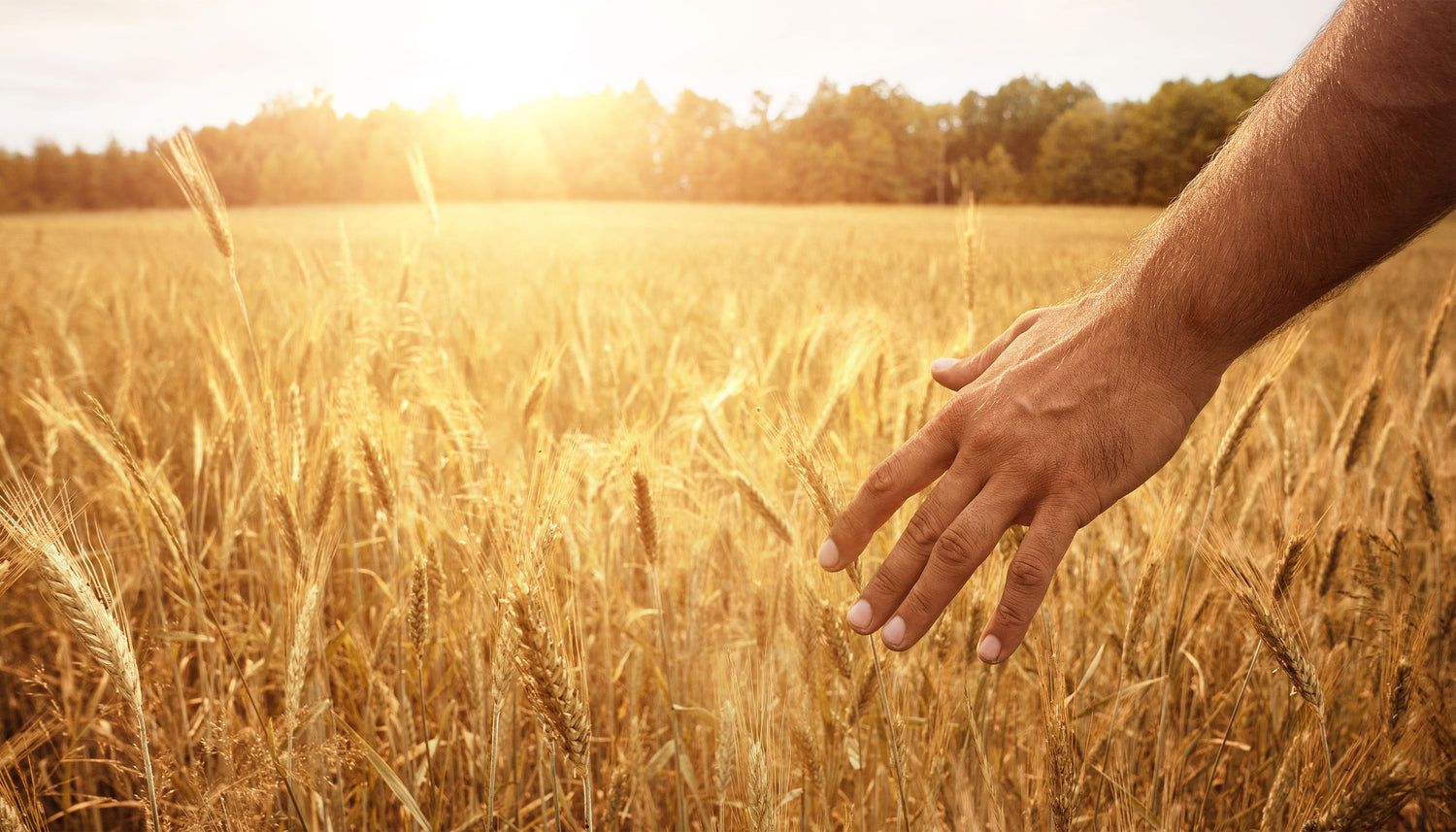Hand im Weizenfeld