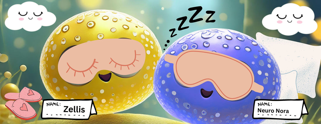 What do brain cells do when we sleep? A journey with Zellis and Neuro-Nora