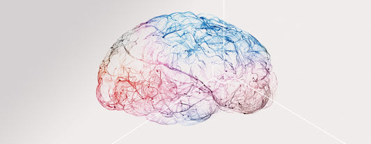 Unsere Gehirnzellen und die Neurogenese