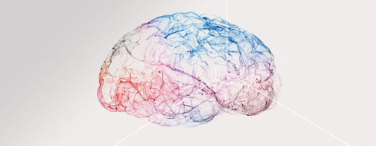Unsere Gehirnzellen und die Neurogenese