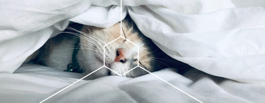 Healthy sleep for the immune cells - guest post by Nils (Instagram: @trianils)