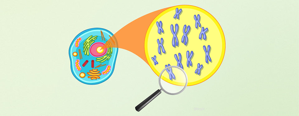 Telomere einfach erklärt: Was sie mit Altern zu tun haben