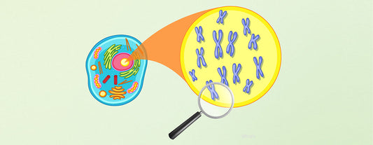Telomere einfach erklärt: Was sie mit Altern zu tun haben