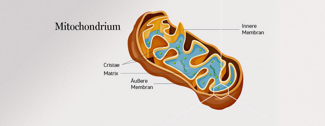 Our cells as power plants: Mitochondria provide the energy for the next year